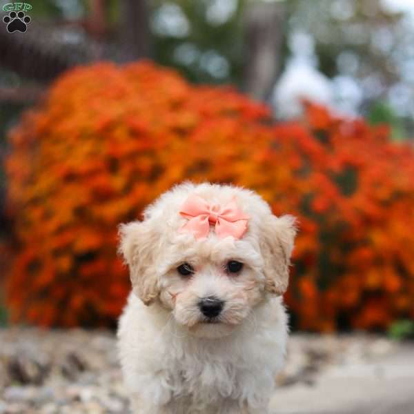 Poppy, Bich-Poo Puppy
